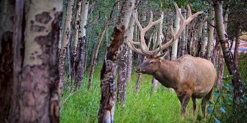 Pennsylvania Elk Hunting