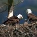 The Eagles of Hays: Pittsburgh’s Most Watched Family in the Sky