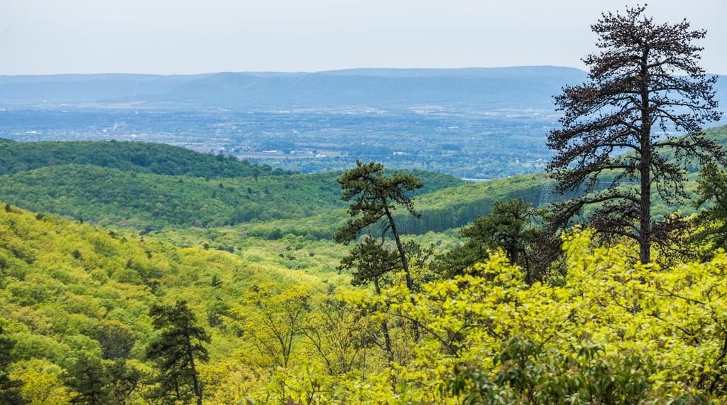 Michaux State Forest