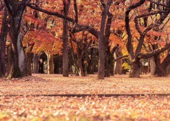 Montgomery County: Where History Breathes and the Suburbs Refuse to Be Boring