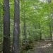 Susquehannock State Forest: A Natural Gem in Pennsylvania