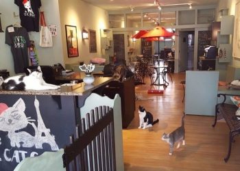 Le Cat Café Philadelphia: Inside the City’s Beloved Cat Adoption Sanctuary in Brewerytown