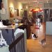 Le Cat Café Philadelphia: Inside the City’s Beloved Cat Adoption Sanctuary in Brewerytown