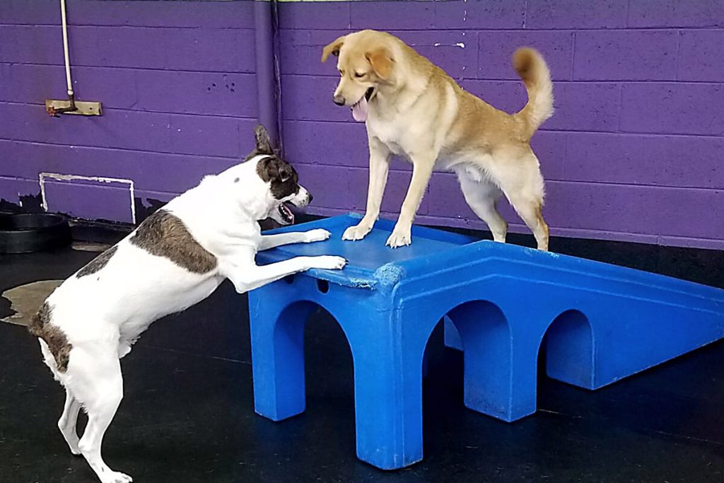 Dog Boarding in Philadelphia, PA