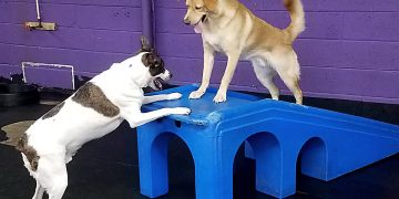 Dog Boarding in Philadelphia, PA: Finding the Best Stay for Your Furry Friend