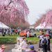 Philadelphia Cherry Blossom Festival: Everything You Need to Know About Philly’s Most Beautiful Spring Tradition