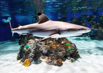 Tour of Electric City Aquarium and Reptile Den in Scranton, PA