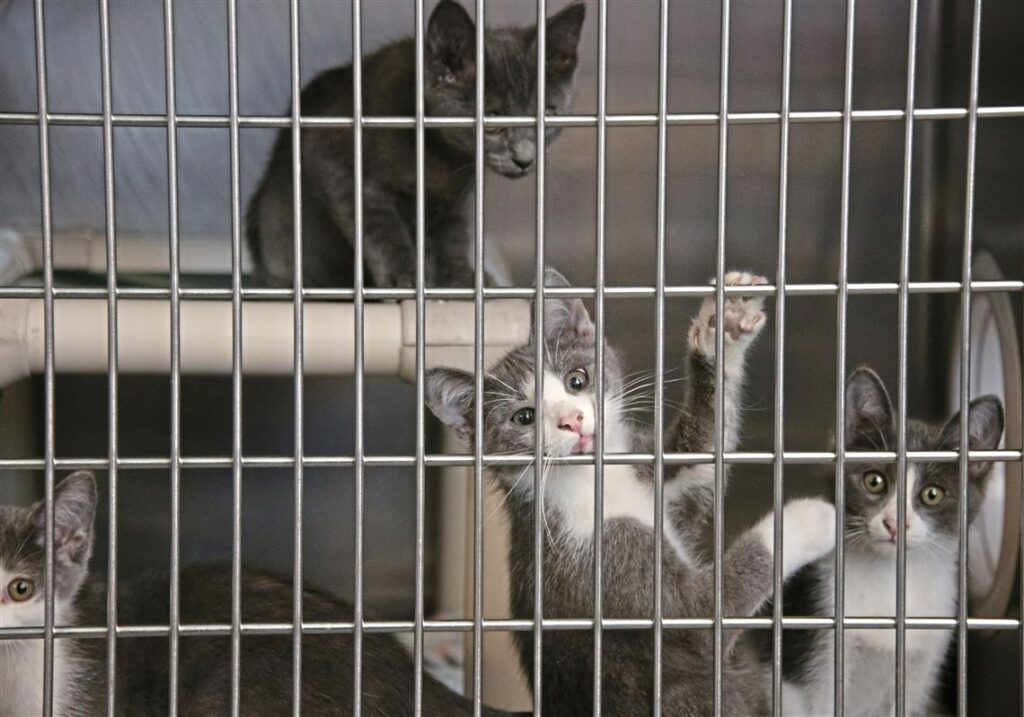 Animal Shelter in Pittsburgh