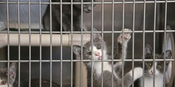 Animal Shelters in Pittsburgh: The People, Places, and Paws Redefining What a City Owes Its Animals