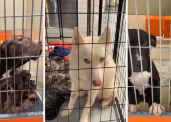 Philadelphia Animal Shelters: The Complete Guide to Finding, Adopting, and Supporting Your City’s Most Vulnerable Pets