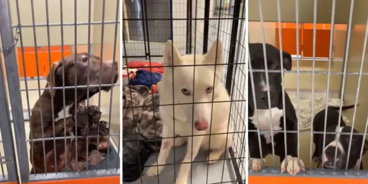 Philadelphia Animal Shelters: The Complete Guide to Finding, Adopting, and Supporting Your City’s Most Vulnerable Pets